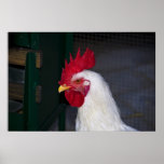 rooster poster