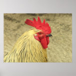 Rooster Poster