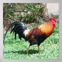 Rooster Poster