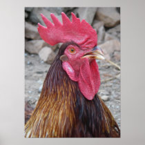 Rooster Poster