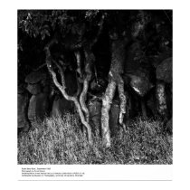Roots Near Barn, September 1965 by Ansel Adams posters