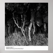 Roots Near Barn, September 1965 by Ansel Adams Poster