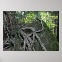 Roots Posters