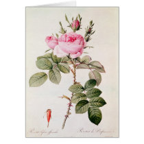 Rosa Bifera Officinalis, from 'Les Roses' Card