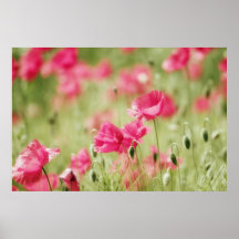Rosa Blütentraum Poster