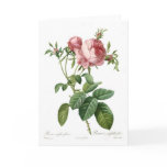 Rosa centifolia foliacea card