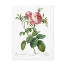Rosa centifolia foliacea postcard