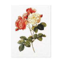 Rosa damascena celsiana postcards