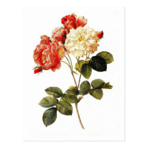 Rosa damascena celsiana postcards