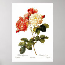 Rosa damascena celsiana print