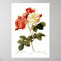 Rosa damascena celsiana print