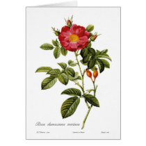 Rosa damascena coccinea card
