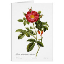 Rosa damascena coccinea card