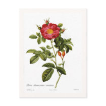 Rosa damascena coccinea postcards