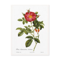 Rosa damascena coccinea postcards