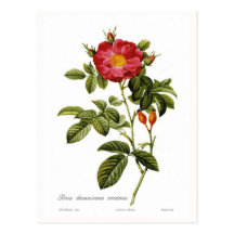 Rosa damascena coccinea postcards