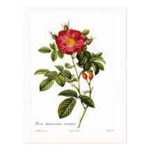 Rosa damascena coccinea postcards