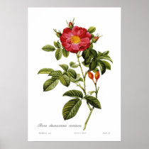 Rosa damascena coccinea print