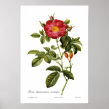 Rosa damascena coccinea print