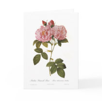 Rosa damascena italica greeting card