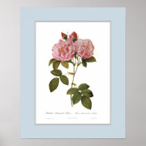 Rosa damascena italica,Custom border Print