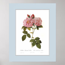 Rosa damascena italica,Custom border Print