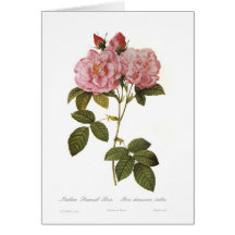 Rosa damascena italica greeting card