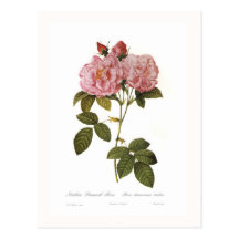 Rosa damascena italica post cards