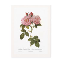 Rosa damascena italica post cards