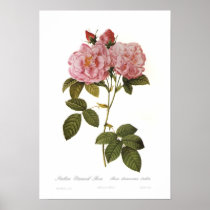 Rosa damascena italica print