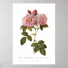 Rosa damascena italica print