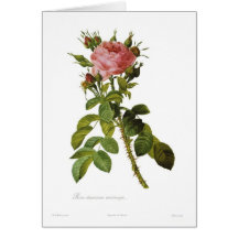 Rosa damascena macrocarpa greeting card