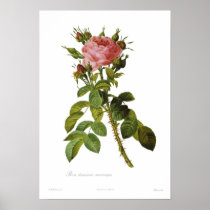 Rosa damascena macrocarpa posters