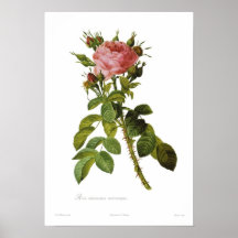 Rosa damascena macrocarpa posters