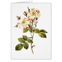 Rosa damascena variegata cards