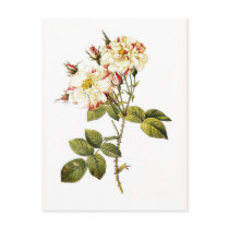 Rosa damascena variegata postcards