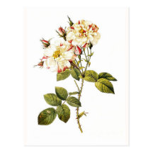 Rosa damascena variegata postcards