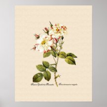 Rosa damascena variegata posters