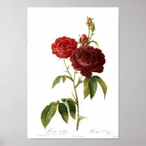 Rosa gallica purpuro-violacea magna print