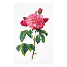 Rosa Gallica - Red Rose by Redoute Custom Stationery