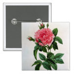 Rosa Gallica Regallis Pins