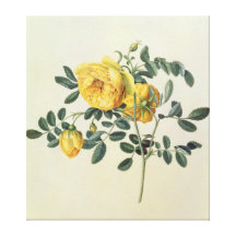 Rosa hemispherica, 18th century canvas prints
