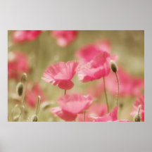 rosa Mohn Art Posterdruck