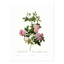 Rosa multiflora carnea(Bramble Rose) Post Cards
