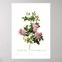 Rosa multiflora carnea(Bramble Rose) Posters