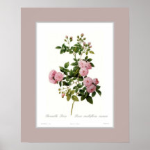 Rosa multiflora,Custom border Posters