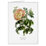 Rosa pimprenelle cards