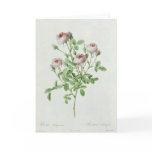 Rosa Pomponia, from 'Les Roses' cards