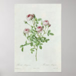 Rosa Pomponia, from 'Les Roses' posters