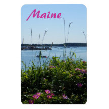 Rosa Rugosa in Bloom; Stonington Maine Magnets